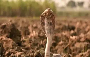 با ۱۰ مورد از مرگبارترین مارهای جهان آشنا شوید