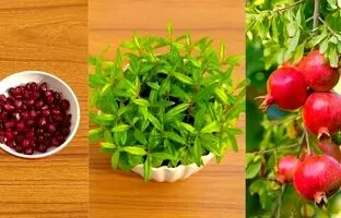 (ویدئو) ساده ترین روش کاشت انار در خانه از طریق دانه میوه