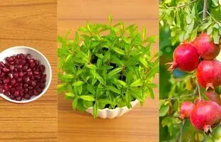 (ویدئو) ساده ترین روش کاشت انار در خانه از طریق دانه میوه