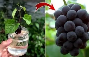 (ویدئو) یک روش جدید و بی دردسر برای کاشت حبه انگور و تبدیل کردن آن به درخت در خانه