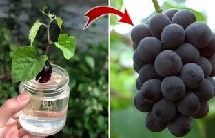(ویدئو) یک روش جدید و بی دردسر برای کاشت حبه انگور و تبدیل کردن آن به درخت در خانه