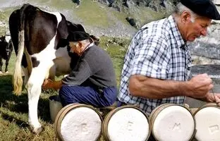 (ویدئو) تهیه مشهورترین پنیر اسپانیا توسط این پیرمرد دامدار در ارتفاعات پیرنه