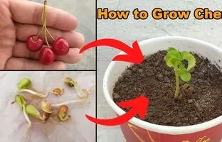 (ویدئو) چگونه گیلاس را از طریق دانه در خانه پرورش دهیم؟