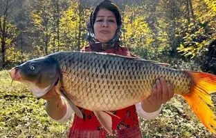 (ویدئو) غذای روستایی؛ کباب کردن جالب ماهی کپور 7 کیلوگرمی به سبک کدبانوی سوادکوهی