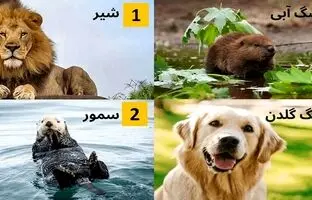 یک حیوان را انتخاب کنید تا بگوییم شما کی هستید؟