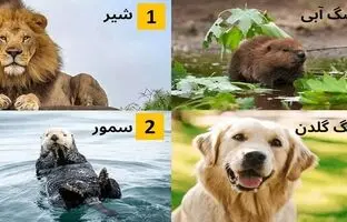 یک حیوان را انتخاب کنید تا بگوییم شما کی هستید؟