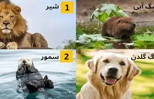 یک حیوان را انتخاب کنید تا بگوییم شما کی هستید؟