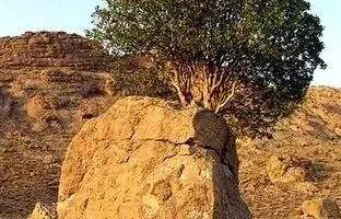 (ویدئو) عجیب ترین درخت ایران؛ سنگ صبور ارسنجان!