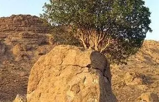 (ویدئو) عجیب ترین درخت ایران؛ سنگ صبور ارسنجان!