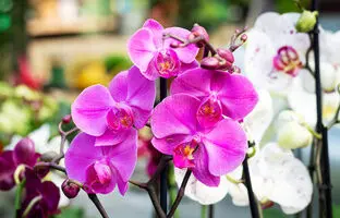 (تصاویر) جذاب ترین گیاهان آپارتمانی برای اتاق نشیمن