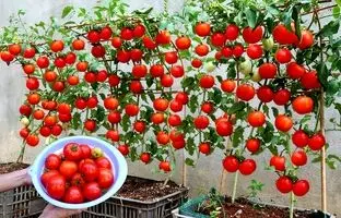 (ویدئو) به همین سادگی توی خونه گوجه فرنگی بکار و خیلی سریع محصول برداشت کن