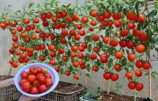 (ویدئو) به همین سادگی توی خونه گوجه فرنگی بکار و خیلی سریع محصول برداشت کن