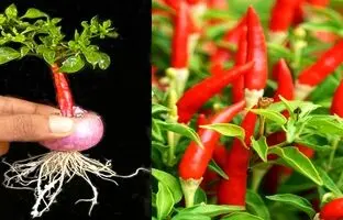 (ویدئو) بهترین و ساده ترین روش کاشت فلفل در خانه