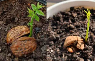 (ویدئو) چهار روش مختلف برای کاشت گردو در خانه از طریق هسته آن