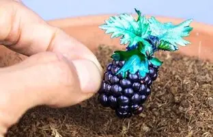 (ویدئو) باورت میشه به همین سادگی بتونی توی خونه شاه توت بکاری!