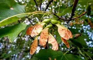 (تصویر) تولید میوه مصنوعی درخت افرا