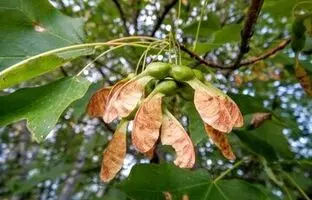 (تصویر) تولید میوه مصنوعی درخت افرا