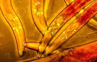 وای‌فای در سیستم عصبی موجود زنده