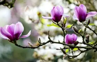 در آذرماه چه بذری بکاریم؟