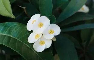 زیباترین گل های آپارتمانی سفید که بهار را به خانه می آورند!