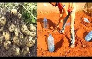 (ویدئو) یک روش استادانه برای کاشت و برداشت سیب زمینی در باغچه با بطری پلاستیکی