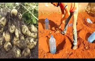 (ویدئو) یک روش استادانه برای کاشت و برداشت سیب زمینی در باغچه با بطری پلاستیکی