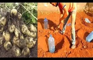 (ویدئو) یک روش استادانه برای کاشت و برداشت سیب زمینی در باغچه با بطری پلاستیکی