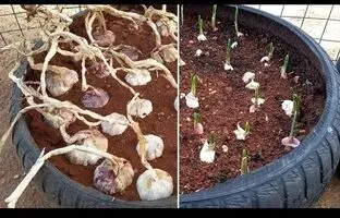 (ویدئو) به روش این کشاورز لبنانی در خانه سیر بکارید و برداشت کنید