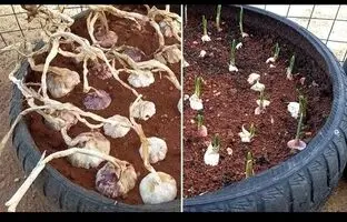 (ویدئو) به روش این کشاورز لبنانی در خانه سیر بکارید و برداشت کنید
