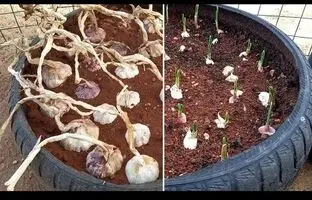 (ویدئو) به روش این کشاورز لبنانی در خانه سیر بکارید و برداشت کنید