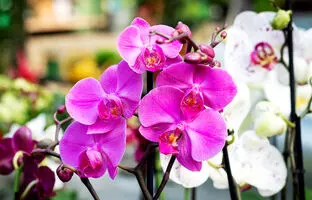 کدام گیاه آپارتمانی برای هدیه دادن مناسب است؟