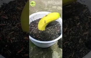 (ویدئو) با این روش سریع و ساده میوه موز را به درخت موز تبدیل کنید!