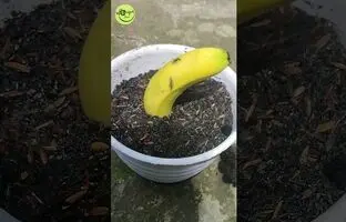 (ویدئو) با این روش سریع و ساده میوه موز را به درخت موز تبدیل کنید!