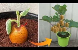 (ویدئو) به همین سادگی توی خونه کیوی بکار و میوه برداشت کن