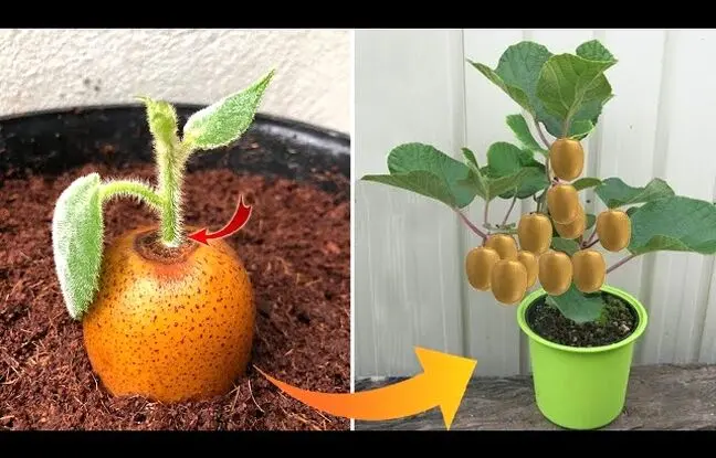 (ویدئو) به همین سادگی توی خونه کیوی بکار و میوه برداشت کن