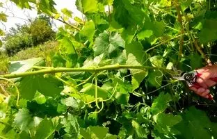 (ویدئو) اگه میخوای در هرس و شاخه بری درخت انگور استاد بشی این ویدئو رو نگاه کن