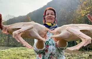 (ویدئو) غذای روستایی؛ طبخ یک غذای محلی با دو غاز توسط بانوی باسلیقه مازندرانی