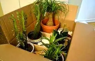 نکات مهم و کلیدی برای جابه جایی گل و گیاهان آپارتمانی هنگام اسباب کشی