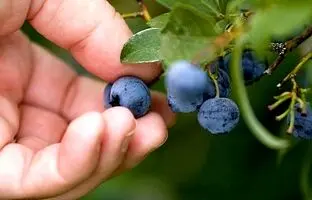 (ویدئو) به همین سادگی توی خونه بلوبری بکار و میوه برداشت کن