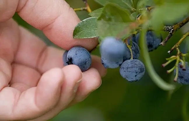 (ویدئو) به همین سادگی توی خونه بلوبری بکار و میوه برداشت کن