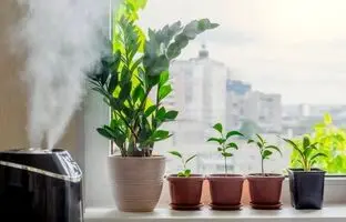با این ترفندها رطوبت مورد نیاز گیاهان آپارتمانی را تامین کنید
