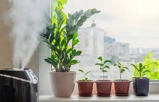 با این ترفندها رطوبت مورد نیاز گیاهان آپارتمانی را تامین کنید