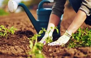 (ویدئو) چند ترفند فوق العاده باغبانی که حتما نمی دانید