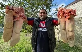 (ویدئو) پخت 4 زبان غول پیکر گاو به سبک یک آشپز مشهور روستایی روسی