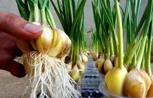 (ویدئو) یک روش شگفت انگیز و ساده برای کاشت و برداشت سیر در لیوان یک بار مصرف در خانه