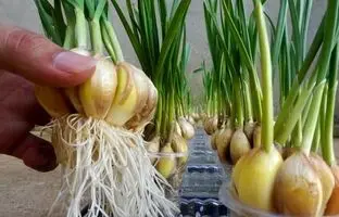 (ویدئو) یک روش شگفت انگیز و ساده برای کاشت و برداشت سیر در لیوان یک بار مصرف در خانه