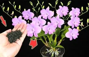 (ویدئو) اگه تو خونه گل ارکیده داری با چای این کود مایع معجزه گر رو براش درست کن تا گلهاش دو برابر شه