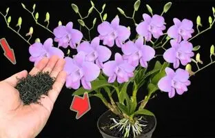 (ویدئو) اگه تو خونه گل ارکیده داری با چای این کود مایع معجزه گر رو براش درست کن تا گلهاش دو برابر شه