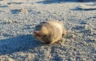 (تصویر) مشاهده یک موجود ناشناخته‌ در ساحل آفریقای جنوبی!