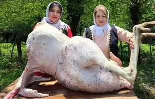 (ویدئو) پخت هیجان انگیز شترمرغ غول پیکر 60 کیلوگرمی توسط دو بانوی روستایی گیلانی